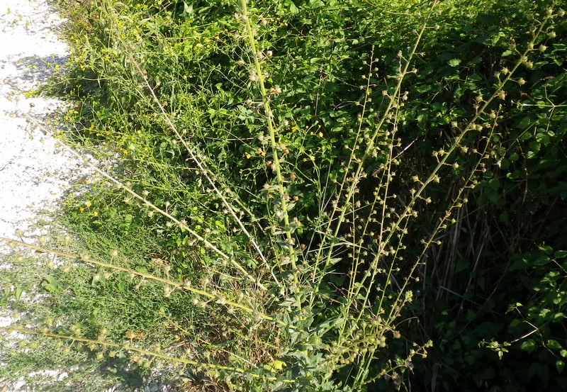 Pianta con palline - Verbascum blattaria